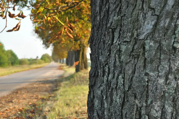 Avenue of chestnut trees. Chestnuts on the road. Autumn walk down the street — Stock Photo, Image