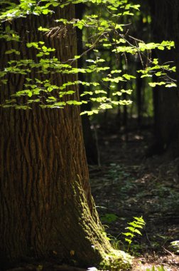 Bialowieza Milli Parkı'ndaki vahşi ormanda eski ağaç.