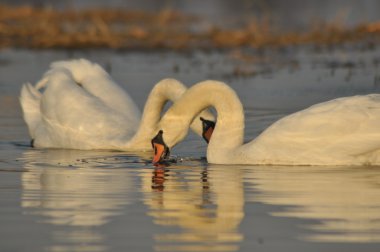 Nehirde Yüzme kuğu. Su kuşları çifti. Sevgi ve bağlılık.