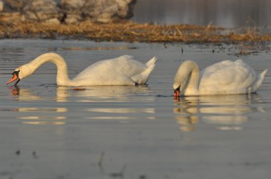 Nehirde Yüzme kuğu. Su kuşları çifti. Sevgi ve bağlılık.