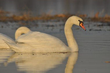 Nehirde Yüzme kuğu. Su kuşları çifti. Sevgi ve bağlılık.