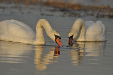 Nehirde Yüzme kuğu. Su kuşları çifti. Sevgi ve bağlılık.