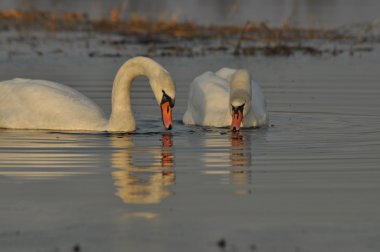 Nehirde Yüzme kuğu. Su kuşları çifti. Sevgi ve bağlılık.