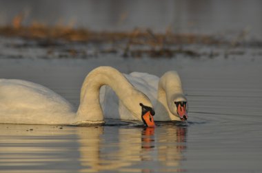 Nehirde Yüzme kuğu. Su kuşları çifti. Sevgi ve bağlılık.