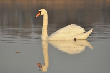 Nehirde Yüzme kuğu. Su kuşları çifti. Sevgi ve bağlılık.