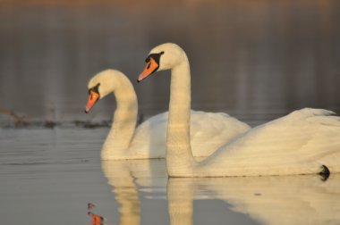Nehirde Yüzme kuğu. Su kuşları çifti. Sevgi ve bağlılık.