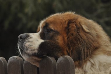 Bernardyn köpek doğurmak. Köpek çitin arkasından bakıyor. Defender ve cankurtaran.