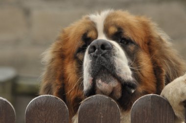 Bernardyn köpek doğurmak. Köpek çitin arkasından bakıyor. Defender ve cankurtaran.