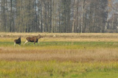 Moose, çayır üzerinde çalışan hayvanlar. Bataklık sonbaharda.
