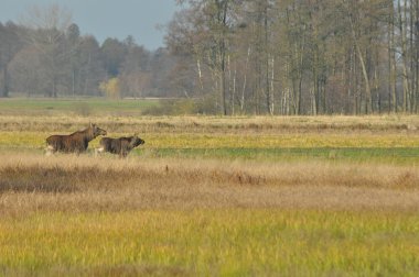 Moose, çayır üzerinde çalışan hayvanlar. Bataklık sonbaharda.