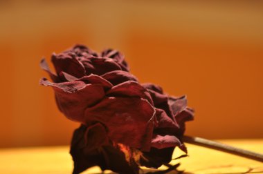 Kuru gül çiçek. Sevgililer günü. Sevgi ve güven.