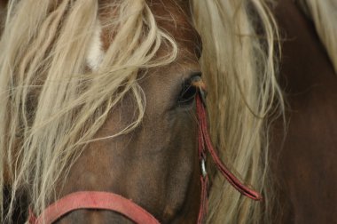 Beygir. Mera otlatma. Çayır hata vadisinde.