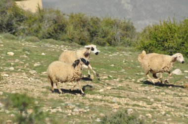 Mera üzerinden harcanan koyun. Geri yem için. Yün hayvanlar