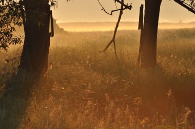 Söğüt ağacı üzerinde bir bataklık çayır yöneldi. Nehir vadileri bahar