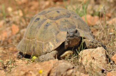 Kayalık ve kumlu çölde turtle. Gad iliklerine güneşi.