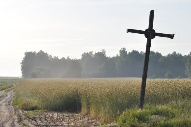 Tahıl alanları. Kulakları olgunlaşma. Hasat ve tahıl unu içine. Çiftlik ve tarım.