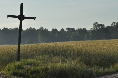 Tahıl alanları. Kulakları olgunlaşma. Hasat ve tahıl unu içine. Çiftlik ve tarım.