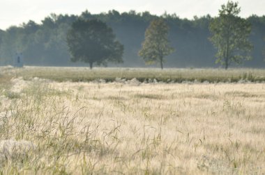 Tahıl alanları. Kulakları olgunlaşma. Hasat ve tahıl unu içine. Çiftlik ve tarım.