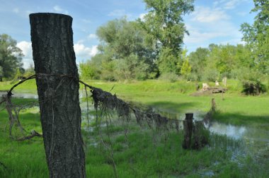 Islak çayır ve kumarhaneyi orman oxbow Gölü. Vistula Vadisi. Bahar, tazelik ve sululuk