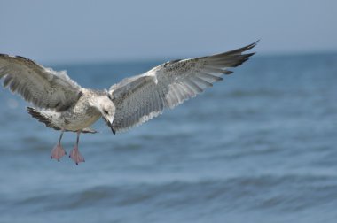 Dalgalar üzerinde uçan martı. Seaside holiday. kuşlar sahil