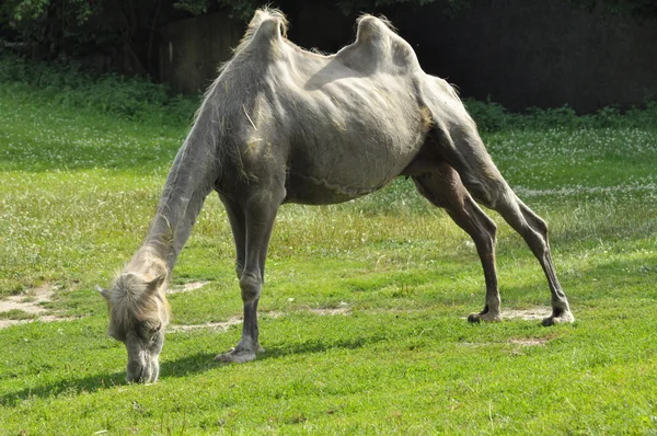 Un cammello allo zoo, deserto di mammiferi — Foto Stock