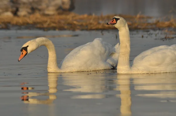 Cisnes nadando no rio. Um par de pássaros na água. Amor e fidelidade . — Fotografia de Stock