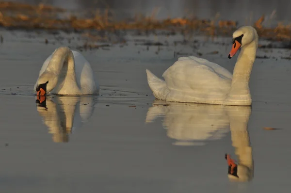 Κύκνοι κολύμπι στον ποταμό. Ένα ζευγάρι των πτηνών σχετικά με το νερό. Αγάπη και πίστη. — Φωτογραφία Αρχείου