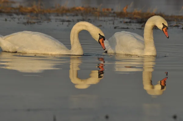 Schwäne schwimmen auf dem Fluss. ein Vogelpaar auf dem Wasser. Liebe und Treue. — Stockfoto