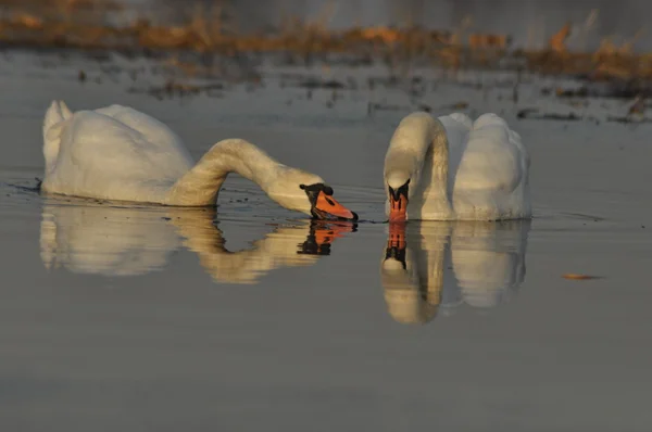 Schwäne schwimmen auf dem Fluss. ein Vogelpaar auf dem Wasser. Liebe und Treue. — Stockfoto