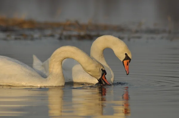 Schwäne schwimmen auf dem Fluss. ein Vogelpaar auf dem Wasser. Liebe und Treue. — Stockfoto