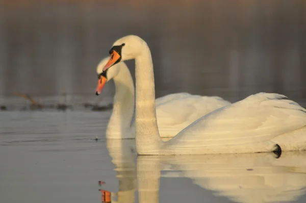 Cygnes nageant sur la rivière. Une paire d'oiseaux sur l'eau. Amour et fidélité . — Photo