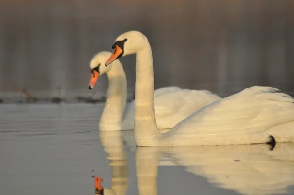 Nehirde Yüzme kuğu. Su kuşları çifti. Sevgi ve bağlılık. — Stok fotoğraf