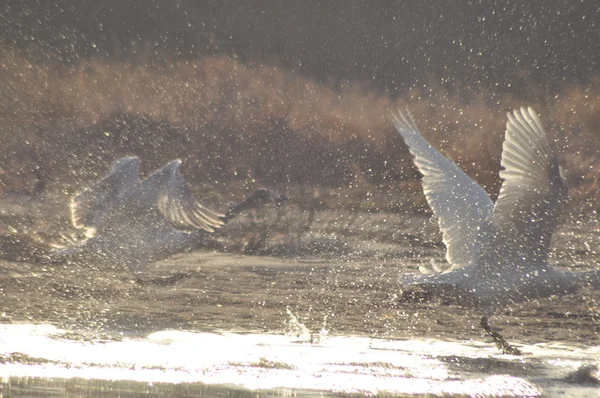 Cisnes nadando no rio. Um par de pássaros na água. Amor e fidelidade . — Fotografia de Stock