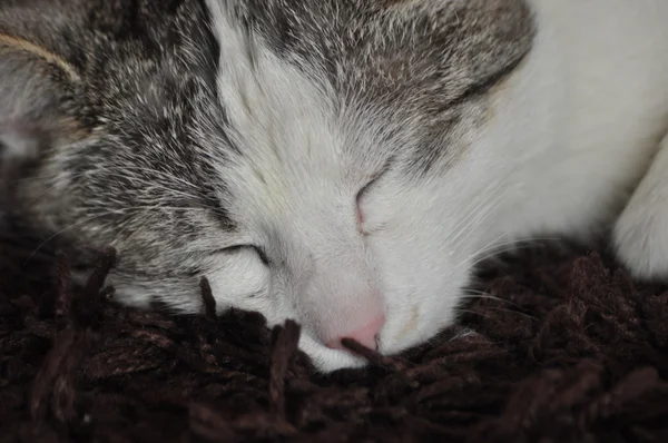 El gato que duerme y ronronea. Mascota. Descanso y relajación . — Foto de Stock