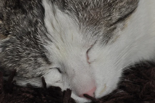 Спящая и мурлыкающая кошка. Животное. Отдых и отдых . — стоковое фото