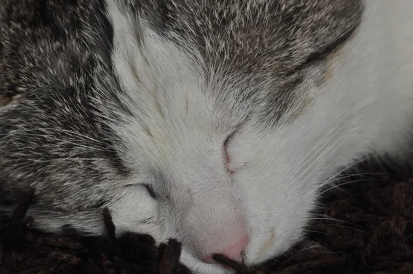 El gato que duerme y ronronea. Mascota. Descanso y relajación . — Foto de Stock