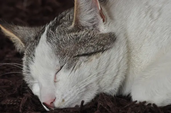 El gato que duerme y ronronea. Mascota. Descanso y relajación . — Foto de Stock