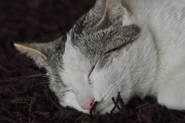 El gato que duerme y ronronea. Mascota. Descanso y relajación . — Foto de Stock