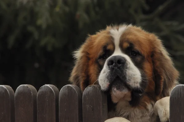 Bernardyn köpek doğurmak. Köpek çitin arkasından bakıyor. Defender ve cankurtaran.
