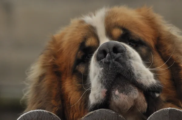 Bernardyn köpek doğurmak. Köpek çitin arkasından bakıyor. Defender ve cankurtaran.