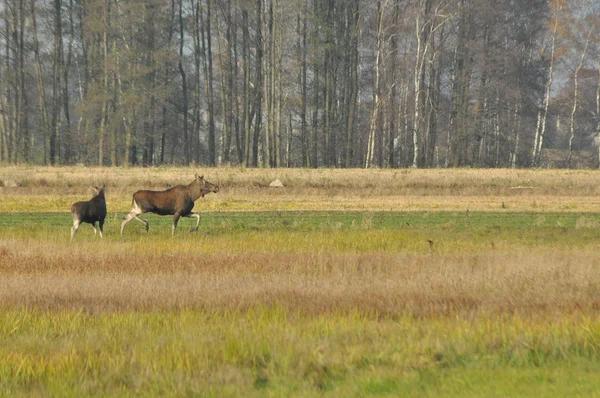Elche, Tiere, die auf der Wiese laufen. Herbst im Sumpf. — Stockfoto