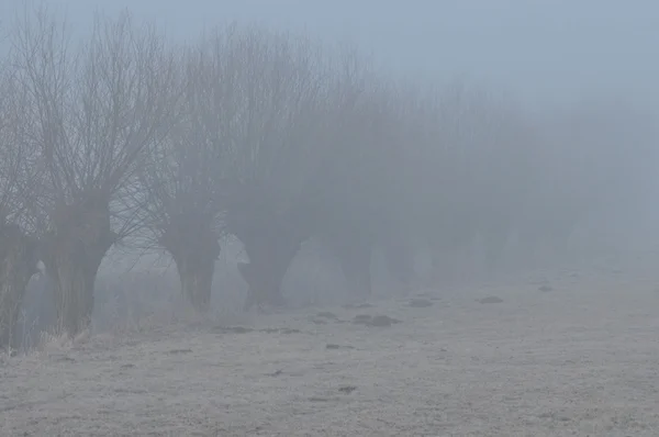 Willow Yolu'nu. Willow manzara olarak doğru. Çayır ve önemsizden. — Stok fotoğraf