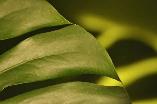 Leaves of tropical plants. Shadow Monsters reflecting on the green wall.