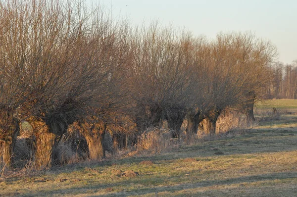 Willow Avenue. På vei mot Willow som landskap. Meadow og backwaters . – stockfoto