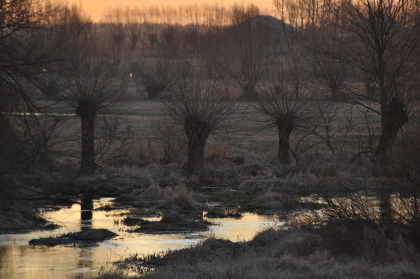 Willow Avenue. Onder leiding van wilg als landschap. Weide en backwaters. — Stockfoto