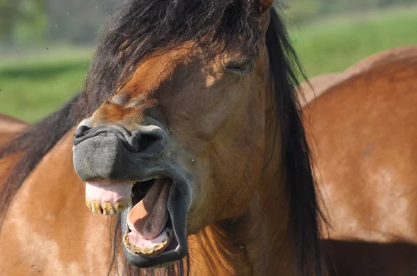 Beygir. Mera otlatma. Çayır hata vadisinde.