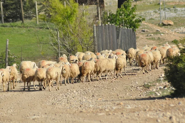 Vyhořelé ovce z pastvin. Zpět na návnadu. Vlny zvířat — Stock fotografie