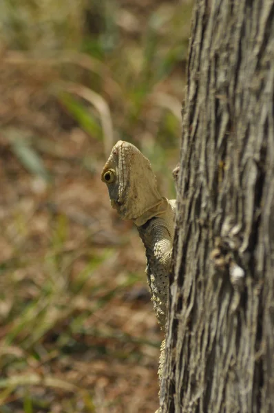 Lagarto a banhar-se ao sol. Réptil de sangue frio. Pele coberta com escamas . — Fotografia de Stock