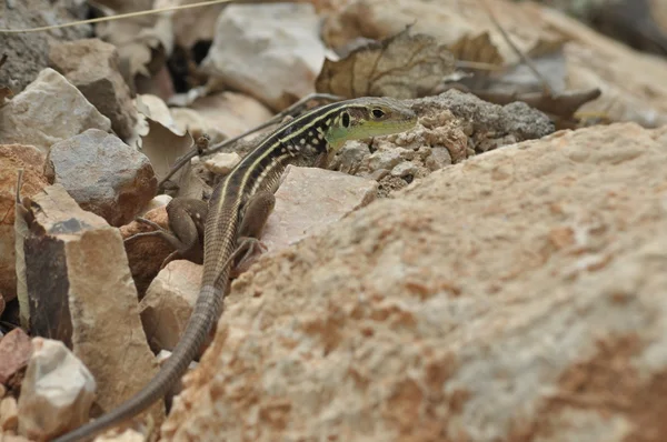 Eidechse sonnt sich in der Sonne. Kaltblütiges Reptil. Haut mit Schuppen bedeckt. — Stockfoto