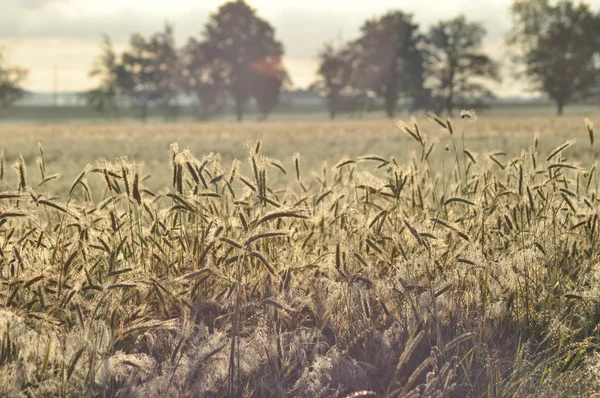 Grão nos campos. A amadurecer as orelhas. Colheita e grãos em farinha. Explorações agrícolas e agrícolas . — Fotografia de Stock